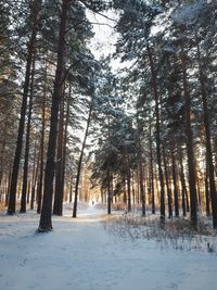 Trees in snow covered forest