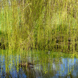 Scenic view of lake in forest