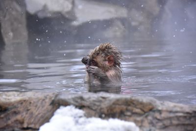 Monkey swimming in a water
