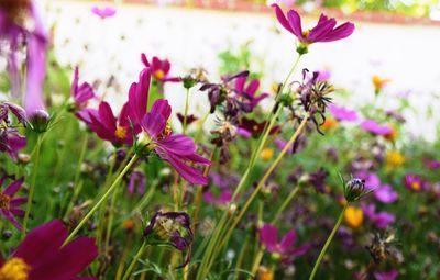 Close-up of pink flowers blooming in field