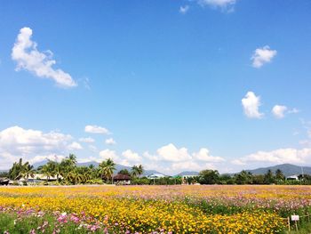 Scenic view of oilseed rape field against sky