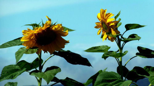 Close-up of yellow flowers against clear sky