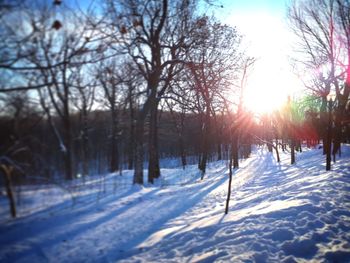 Bare trees on snow covered landscape