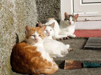 Three cats sitting outdoors