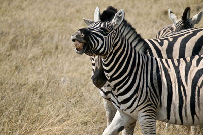 Excited zebra standing in grass