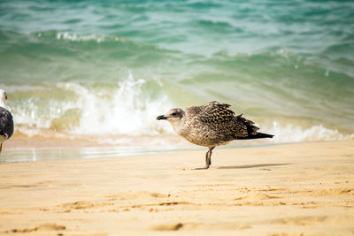 Seagull on beach