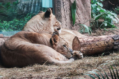 Cats resting in a zoo