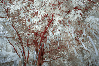 Full frame shot of frozen plants