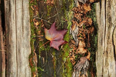 Close-up of wooden tree trunk