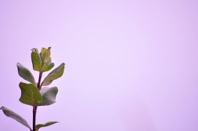 Close-up of pink flower against white background