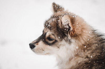 Close-up of dog looking away