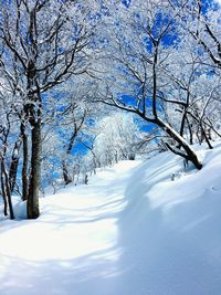 Bare trees on snow covered landscape