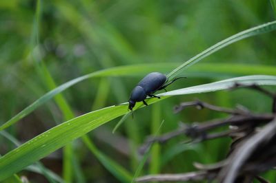 Close-up of insect on leaf