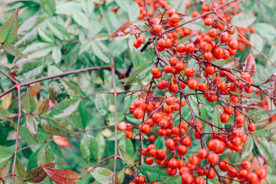 Close-up of red berries on tree