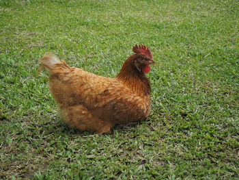 View of a duck on field