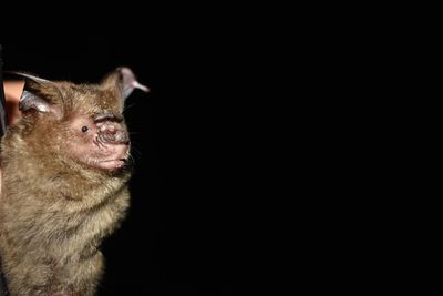 Close-up of cat against black background