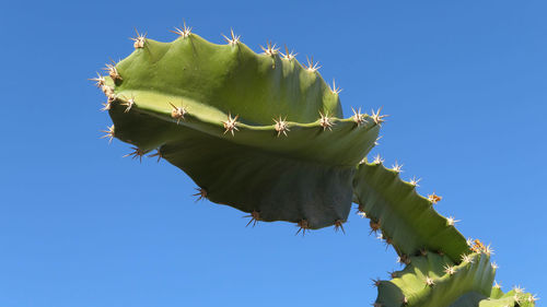 Low angle view of cactus against clear blue sky