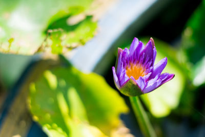 Close-up of purple lotus water lily