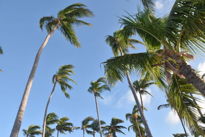 Low angle view of palm trees against blue sky