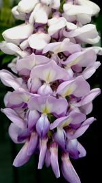 Close-up of purple flowers