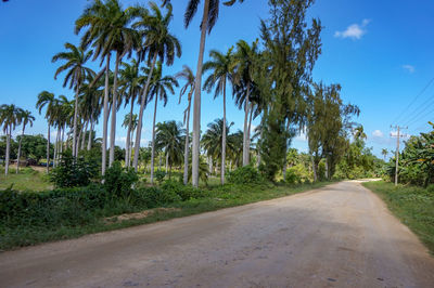 Road amidst trees against sky