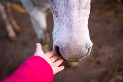 Hand touching nose of white horse, gentle animals, cute friendship.