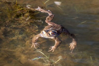 High angle view of frog swimming in lake