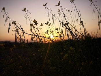 Close-up of plants growing on field against sky during sunset