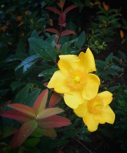 Close-up of yellow flower