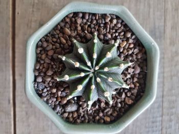 High angle view of potted plant on table