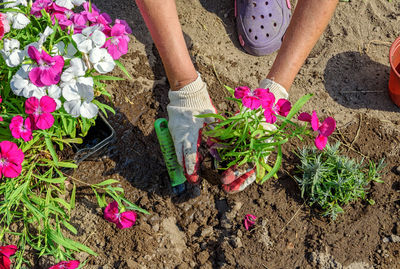 Gardener plants seedlings of flowers of multicolored chinese carnations. 