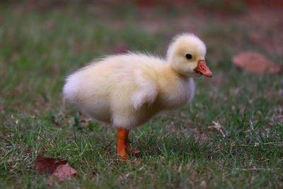 Close-up of young bird on field