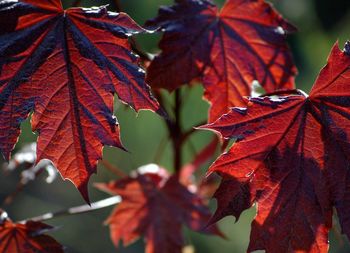 Close-up of leaves on tree