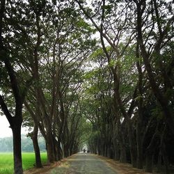 Empty road along trees