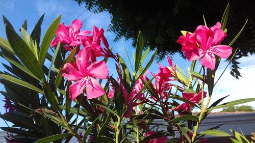 Close-up of pink flowers blooming against sky