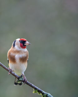European goldfinch bird, carduelis carduelis, perched on a branch during springtime