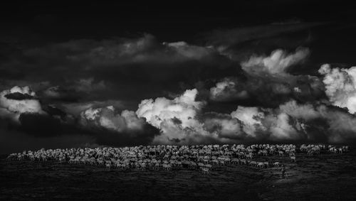 Flock of sheep walking on land against sky