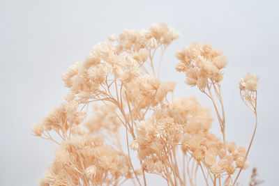 A bunch of dry flowers on white background