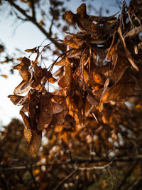 Close-up of dry leaves on plant