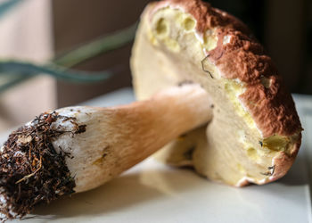 Close-up of mushrooms in plate on table