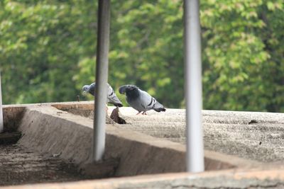 Bird perching on retaining wall