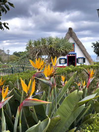 Close-up of flowering plants on field against sky