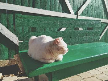 Cat relaxing on green bench at footpath during sunny day