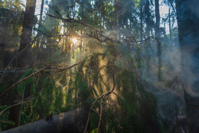Trees in forest
