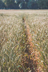 View of wheat field