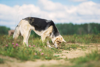 Side view of dog walking on field