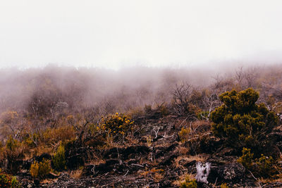 Trees on landscape against sky during foggy weather