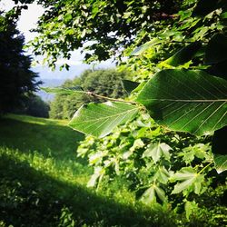 Plants growing on tree