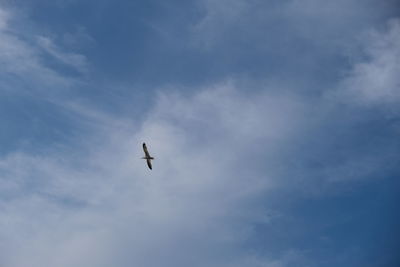 Low angle view of bird flying in sky