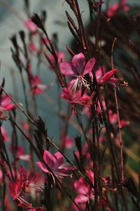 Close-up of pink flowering plant